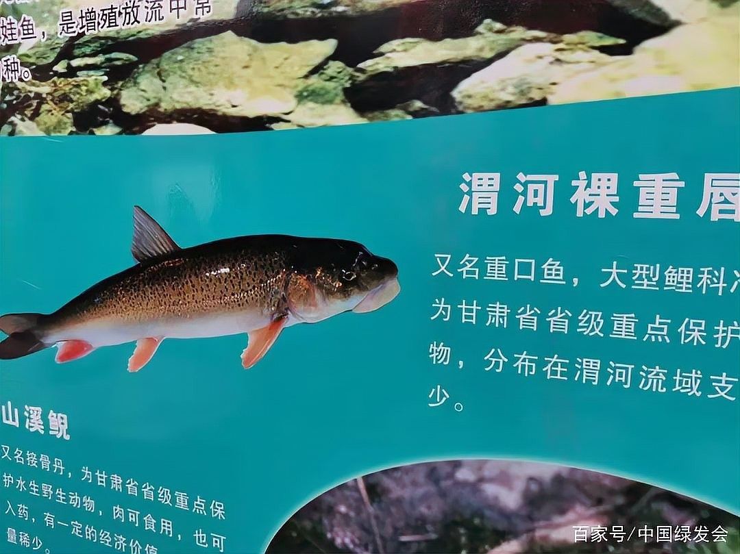 甘肅有什么魚種 甘肅有什么魚種 觀賞魚百科 第5張