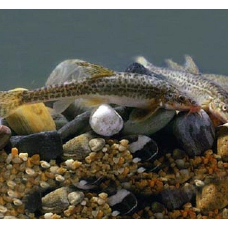 甘肅有什么魚種 甘肅有什么魚種 觀賞魚百科 第6張
