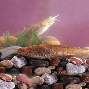 甘肅有什么魚種 甘肅有什么魚種 觀賞魚百科 第7張