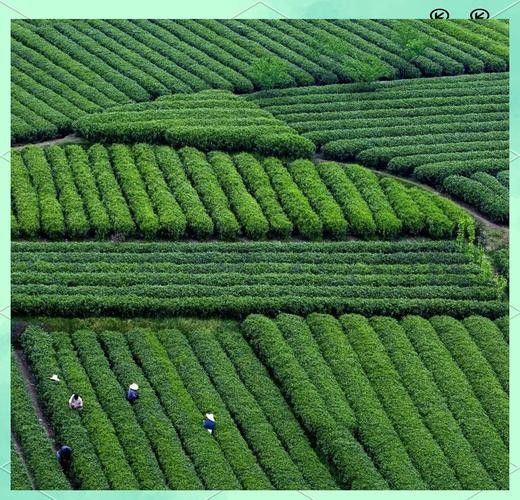 開化龍頂（開化龍頂茶是什么茶老任說三農，茶江<strong><mark>湖里</mark></strong>的龍頂）
