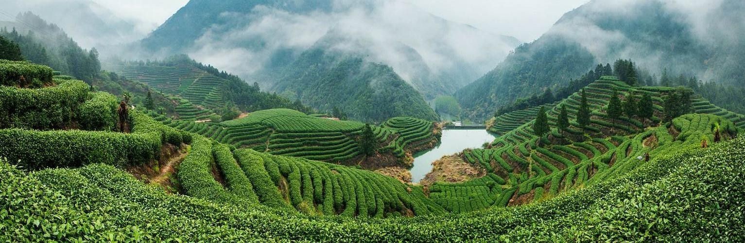 開化龍頂（開化龍頂茶是什么茶老任說三農，茶江湖里的龍頂）
