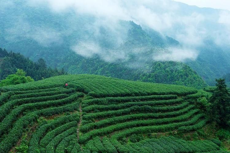 開化龍頂（開化龍頂茶是什么茶老任說三農，茶江湖里的龍頂）