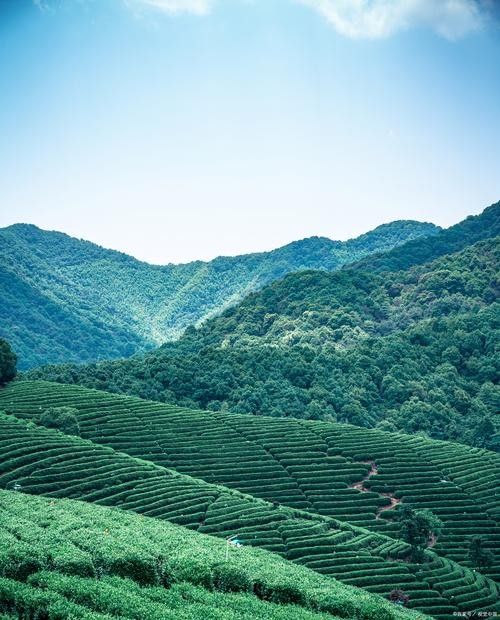 開化龍頂（開化龍頂茶是什么茶老任說三農，茶江湖里的龍頂）