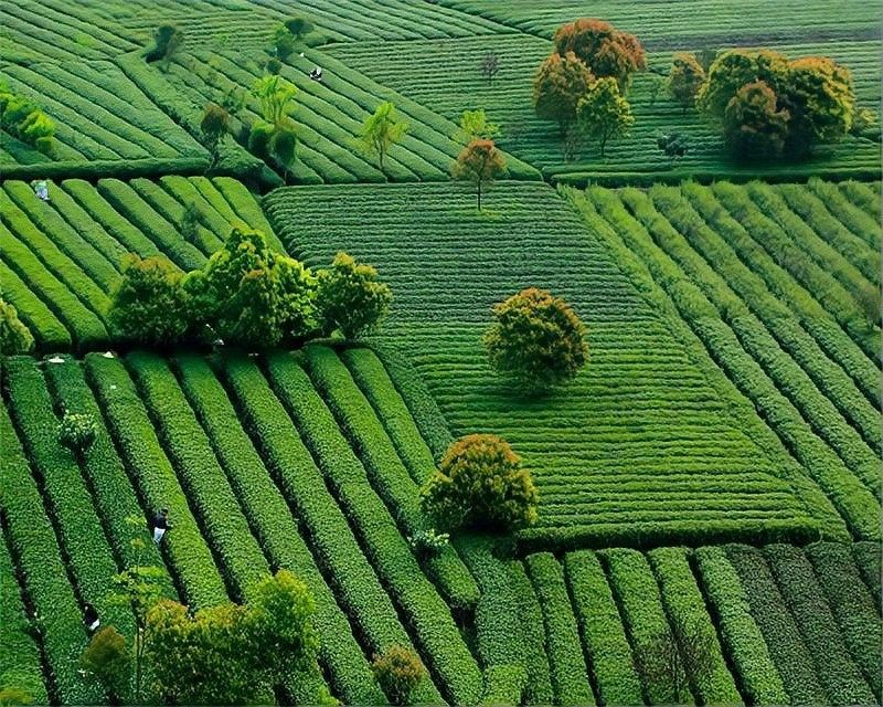 開化龍頂（開化龍頂茶是什么茶老任說三農，茶江湖里的龍頂）