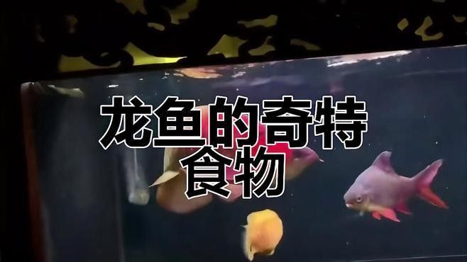 紅龍魚喂食昆蟲需要去殼嗎（龍魚喂食昆蟲時，通常不需要去殼） 紅龍魚喂食昆蟲需要去殼嗎（龍魚喂食昆蟲時，通常不需要去殼） 龍魚百科 第2張