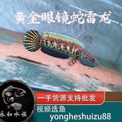 永和龍魚(yú)（永和龍魚(yú)是什么魚(yú)？） 永和龍魚(yú)（永和龍魚(yú)是什么魚(yú)？） 觀賞魚(yú)百科 第2張