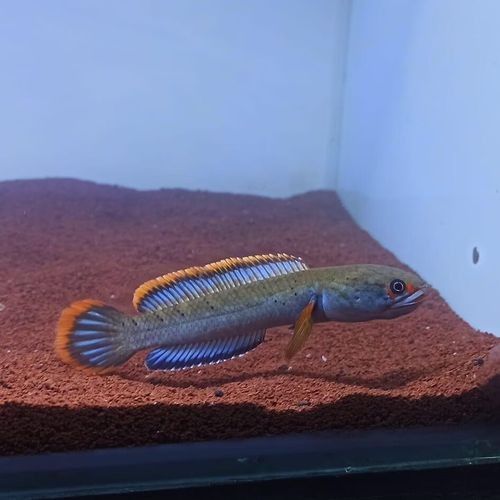 永和龍魚(yú)（永和龍魚(yú)是什么魚(yú)？） 永和龍魚(yú)（永和龍魚(yú)是什么魚(yú)？） 觀賞魚(yú)百科 第3張