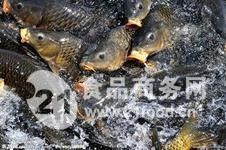如何聯(lián)系龍魚(yú)魚(yú)苗批發(fā)供應(yīng)商？（北京乾坤龍魚(yú)漁場(chǎng)聯(lián)系龍魚(yú)魚(yú)苗批發(fā)供應(yīng)商的幾種方式）