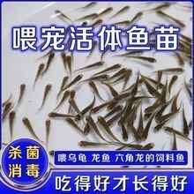 如何聯(lián)系龍魚(yú)魚(yú)苗批發(fā)供應(yīng)商？（北京乾坤龍魚(yú)漁場(chǎng)聯(lián)系龍魚(yú)魚(yú)苗批發(fā)供應(yīng)商的幾種方式）