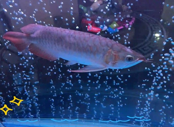 詳細閱讀:舟山哪個水族館龍魚好?祥龍魚場龍魚(祥龍魚場珠海分店) 舟山哪個水族館龍魚好?祥龍魚場龍魚(祥龍魚場珠海分店)