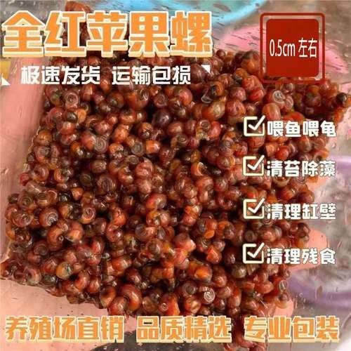 粉色龍魚的市場價格走勢（粉色龍魚價格走勢分析） 粉色龍魚的市場價格走勢（粉色龍魚價格走勢分析） 龍魚百科 第7張