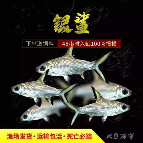 粉色龍魚的市場價格走勢（粉色龍魚價格走勢分析） 粉色龍魚的市場價格走勢（粉色龍魚價格走勢分析） 龍魚百科 第1張