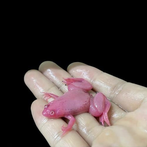 粉色龍魚的市場價格走勢（粉色龍魚價格走勢分析） 粉色龍魚的市場價格走勢（粉色龍魚價格走勢分析） 龍魚百科 第2張