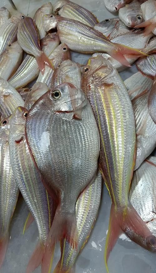 葵龍魚的市場價格（葵龍魚的市場價格波動） 葵龍魚的市場價格（葵龍魚的市場價格波動） 龍魚百科 第1張