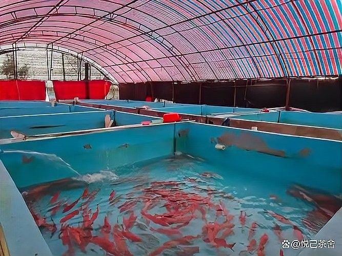 混養魚類的最佳投放順序是什么（混養魚類的最佳投放順序） 混養魚類的最佳投放順序是什么（混養魚類的最佳投放順序） 龍魚百科 第7張
