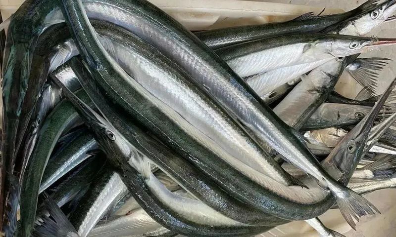 萊州人最喜歡的魚（萊州人鐘愛的美味,針良魚你嘗過嗎）