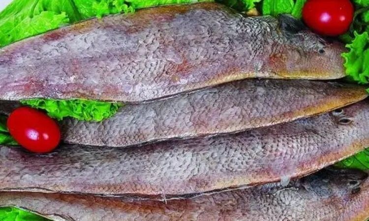 龍魚(yú)掉鱗后多久會(huì)死？（魚(yú)掉鱗后多久會(huì)死？）