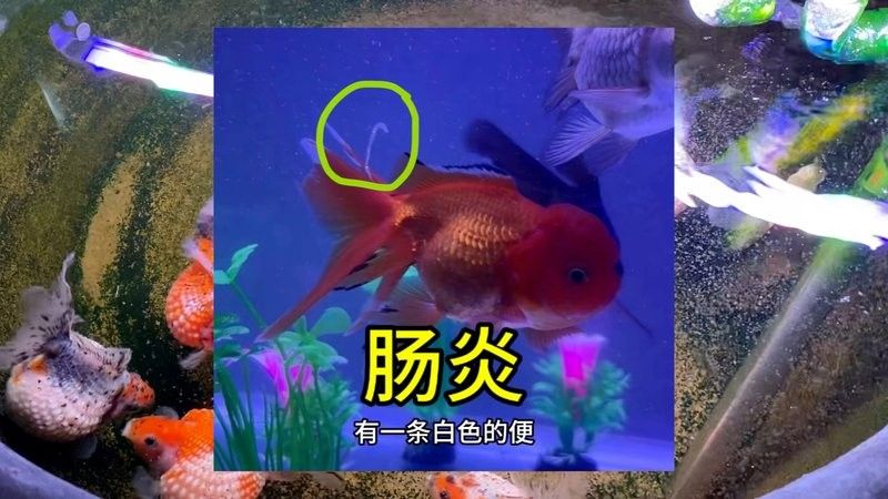 金魚腸炎腹水怎么治療（codexch魚腹水病怎么治療金魚腸炎腹水治療方法） 金魚腸炎腹水怎么治療（codexch魚腹水病怎么治療金魚腸炎腹水治療方法） 觀賞魚百科 第4張