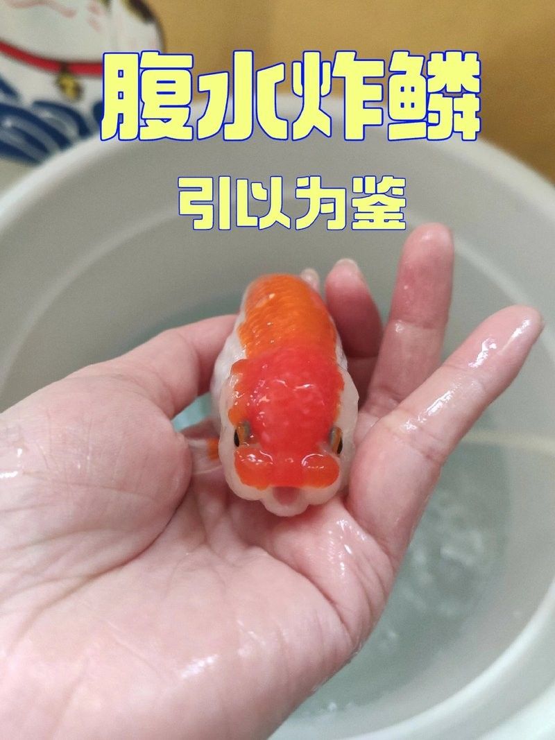 金魚腸炎腹水怎么治療（codexch魚腹水病怎么治療金魚腸炎腹水治療方法） 金魚腸炎腹水怎么治療（codexch魚腹水病怎么治療金魚腸炎腹水治療方法） 觀賞魚百科 第2張