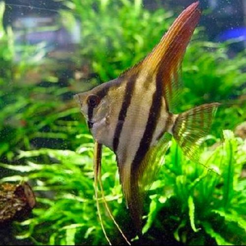 圣菲埃及魚品牌介紹 圣菲埃及魚品牌介紹 觀賞魚百科 第2張