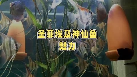 圣菲埃及魚品牌介紹 圣菲埃及魚品牌介紹 觀賞魚百科 第6張