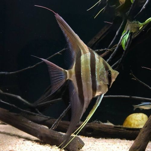 圣菲埃及魚品牌介紹 圣菲埃及魚品牌介紹 觀賞魚百科 第4張
