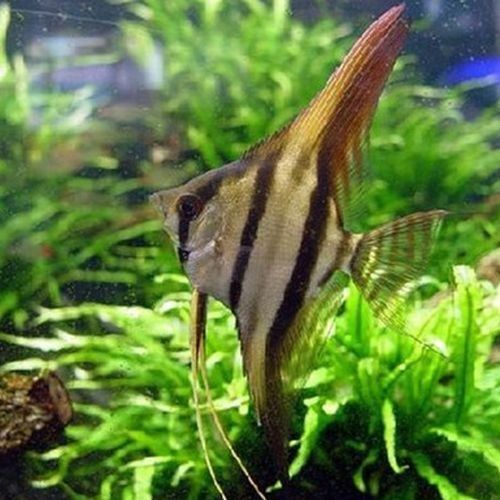 圣菲埃及魚品牌介紹 圣菲埃及魚品牌介紹 觀賞魚百科 第3張