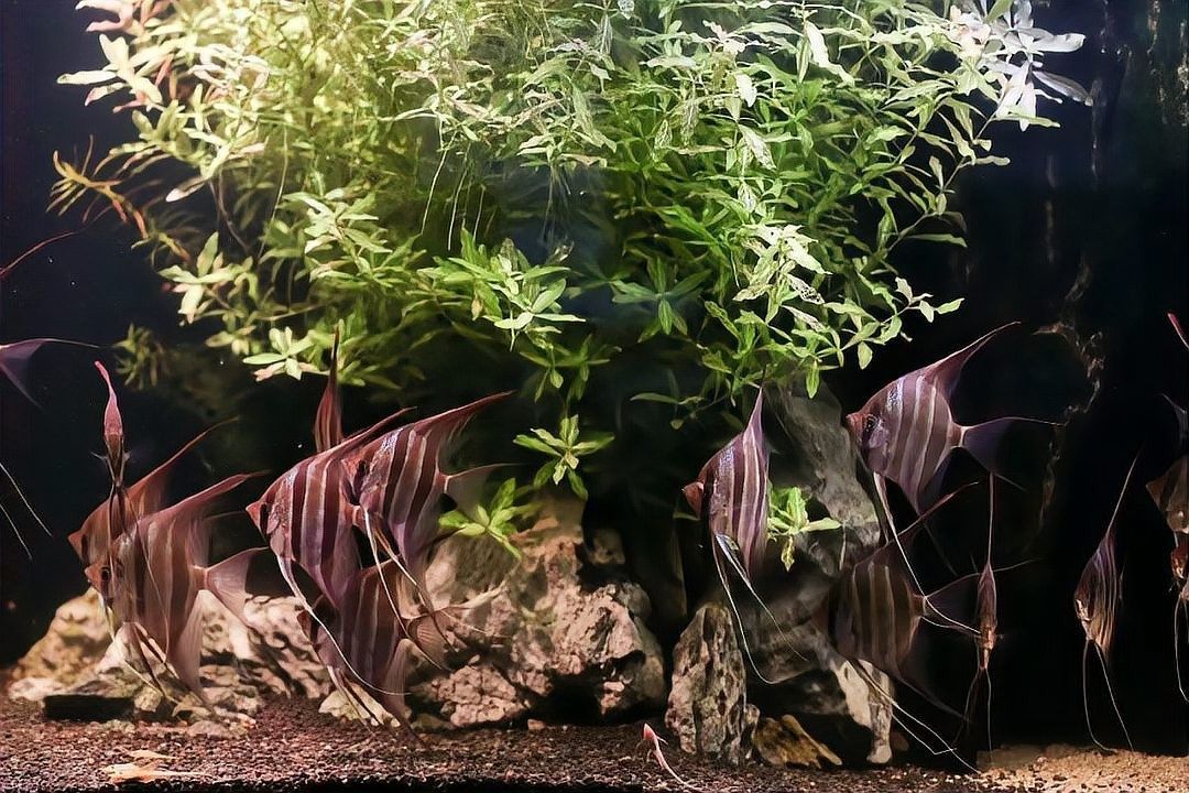 圣菲埃及魚品牌介紹 圣菲埃及魚品牌介紹 觀賞魚百科 第7張