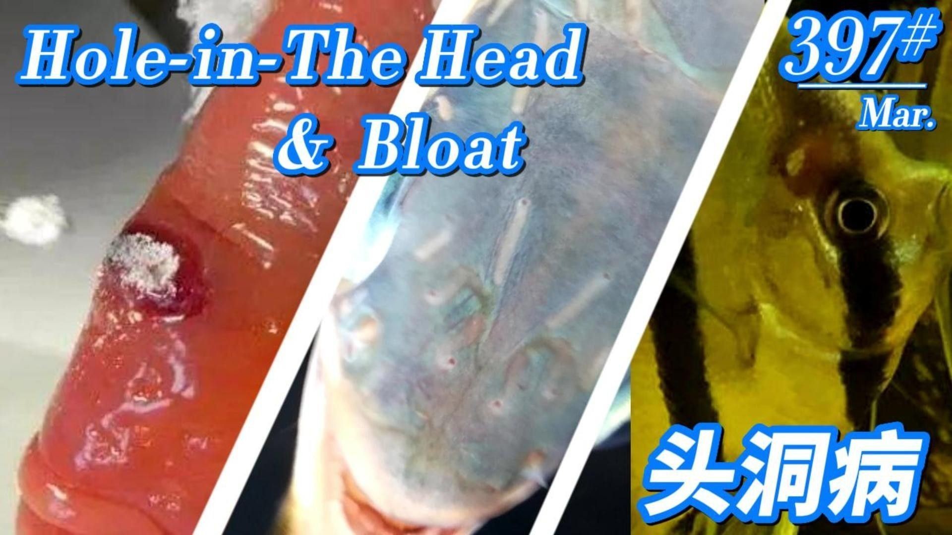 龍魚頭洞病怎么治療（如何治療龍魚頭洞病）