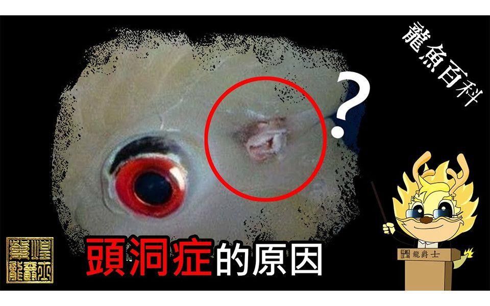 龍魚頭洞病怎么治療（如何治療龍魚頭洞病）