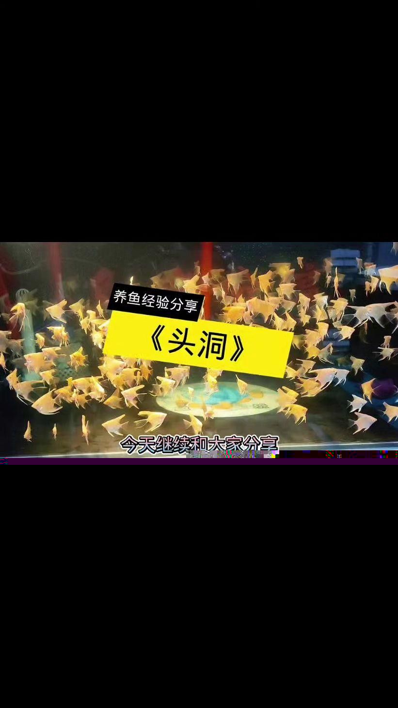 龍魚頭洞病怎么治療（如何治療龍魚頭洞病）