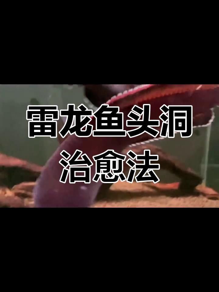 龍魚頭洞病怎么治療（如何治療龍魚頭洞病）