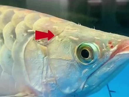 如何預(yù)防紅龍魚外寄？（科學(xué)防控健康度夏中國科普網(wǎng)龍魚飼養(yǎng)注意事項(xiàng)）