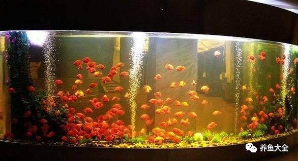 如何清洗水龍魚？