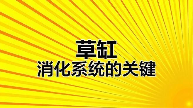 草缸中如何維護硝化系統？（如何維護草缸中硝化系統）