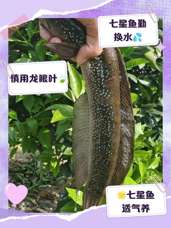 七星魚（七星魚在哪些地區(qū)常見的烹飪方法） 七星魚（七星魚在哪些地區(qū)常見的烹飪方法） 觀賞魚百科 第1張