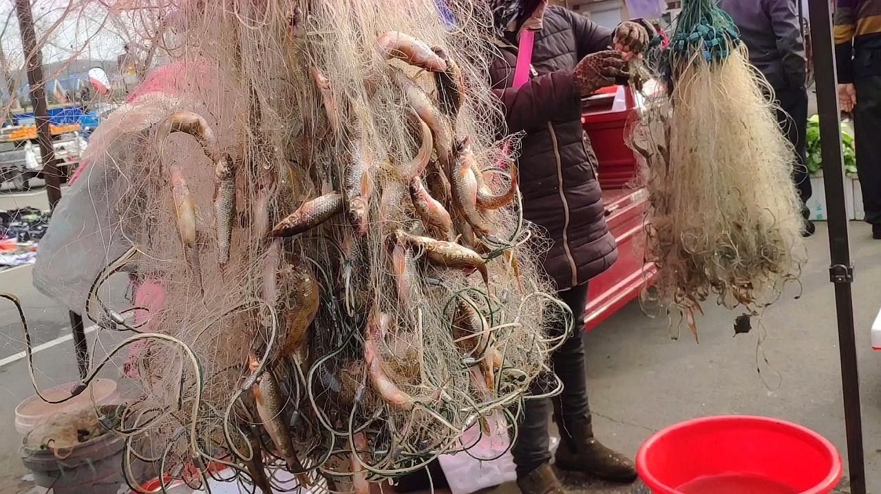 伊春有啥野生魚