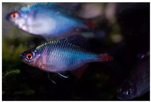 伊春有啥野生魚