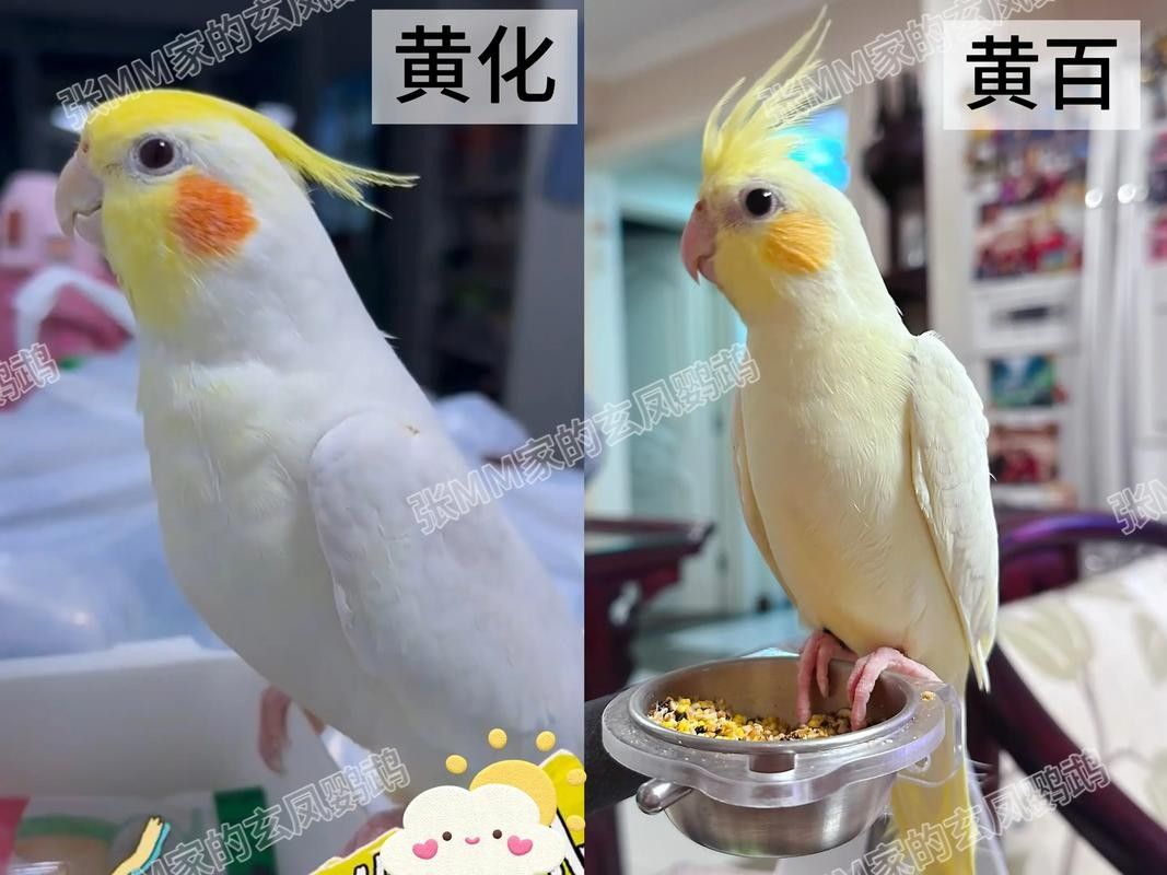 黃化黑眼與紅眼哪個好