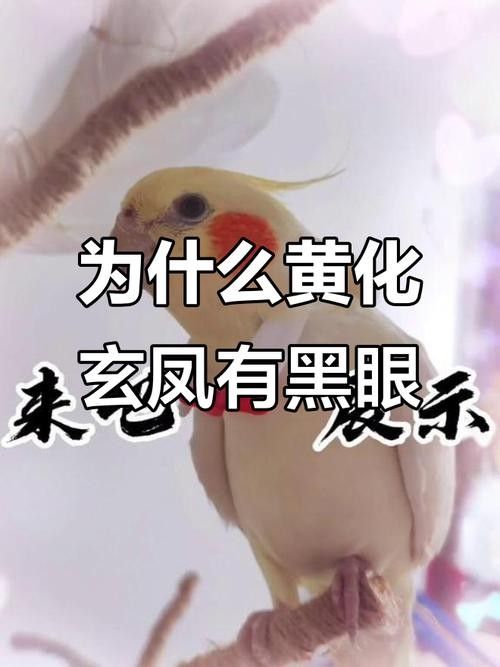 黃化黑眼與紅眼哪個好