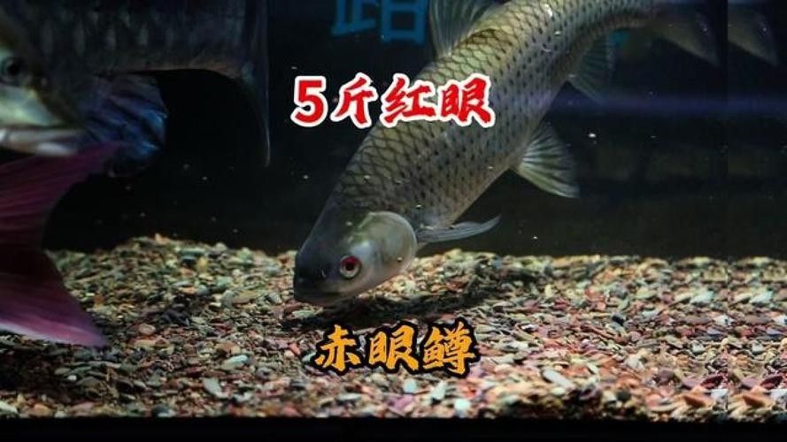 黃化黑眼與紅眼哪個好