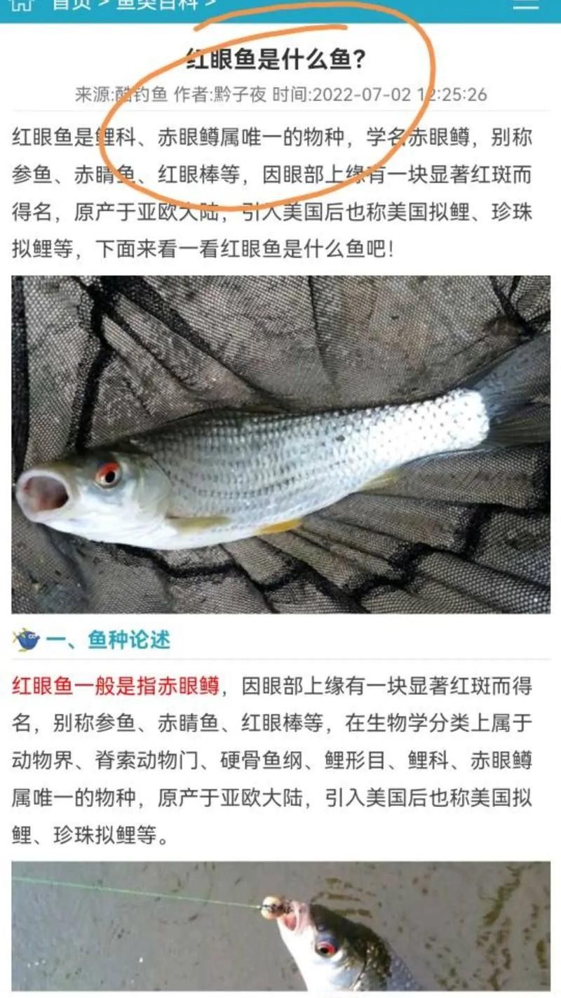 黃化黑眼與紅眼哪個好