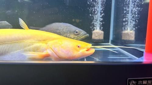 黃化黑眼與紅眼哪個好