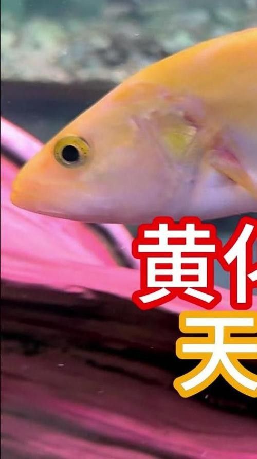 黃化黑眼與紅眼哪個好