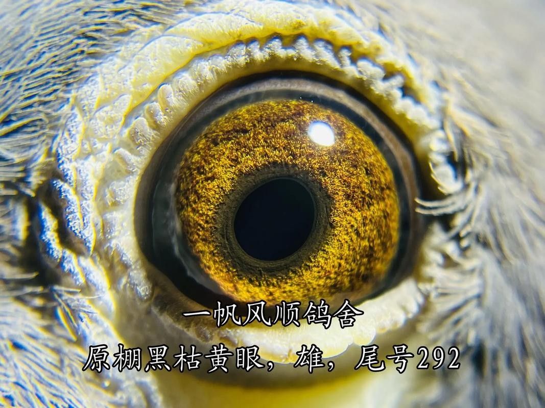 黃化黑眼與紅眼哪個好