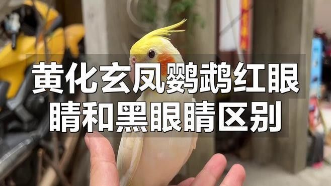 黃化黑眼與紅眼哪個好
