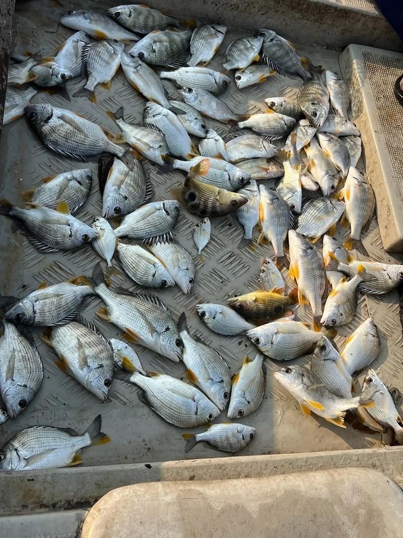 汕尾魚類圖片（汕尾十一種常見魚類大揭秘哪種最鮮美全民小視頻） 汕尾魚類圖片（汕尾十一種常見魚類大揭秘哪種最鮮美全民小視頻） 觀賞魚百科 第4張