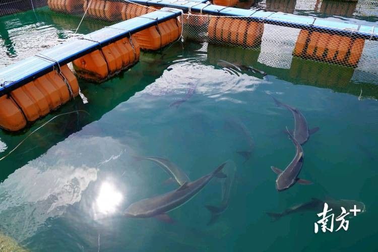 汕尾魚類圖片（汕尾十一種常見魚類大揭秘哪種最鮮美全民小視頻） 汕尾魚類圖片（汕尾十一種常見魚類大揭秘哪種最鮮美全民小視頻） 觀賞魚百科 第5張
