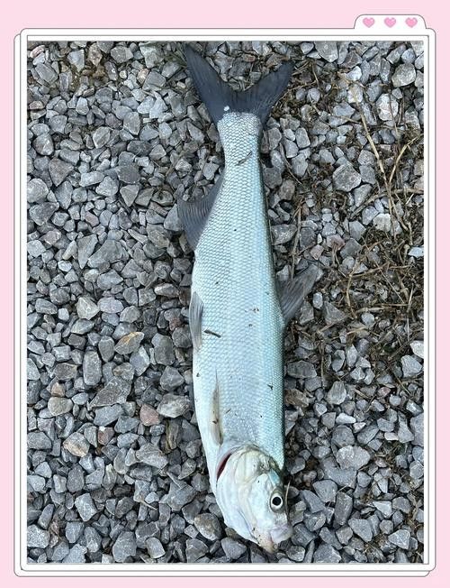 汕尾魚類圖片（汕尾十一種常見魚類大揭秘哪種最鮮美全民小視頻） 汕尾魚類圖片（汕尾十一種常見魚類大揭秘哪種最鮮美全民小視頻） 觀賞魚百科 第2張