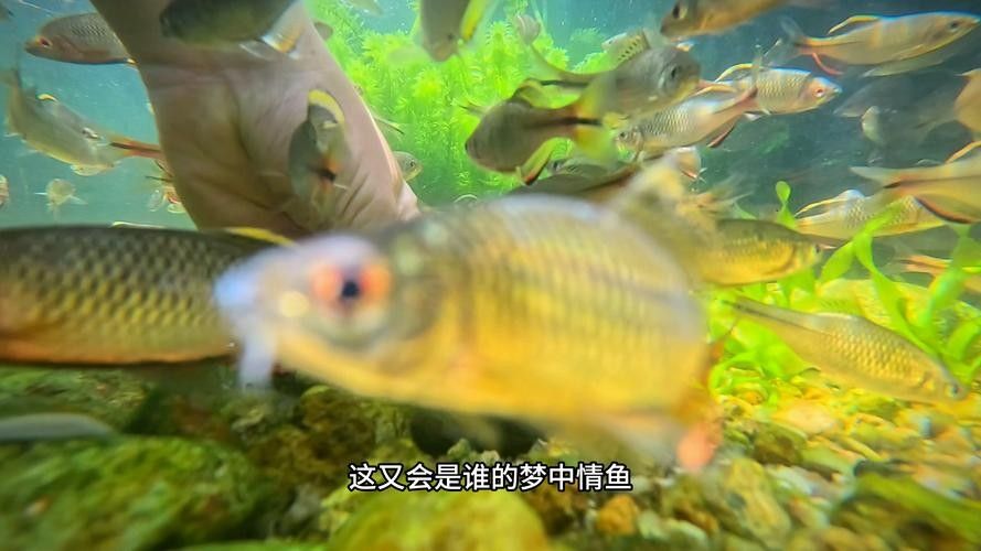 汕尾魚類圖片（汕尾十一種常見魚類大揭秘哪種最鮮美全民小視頻） 汕尾魚類圖片（汕尾十一種常見魚類大揭秘哪種最鮮美全民小視頻） 觀賞魚百科 第3張